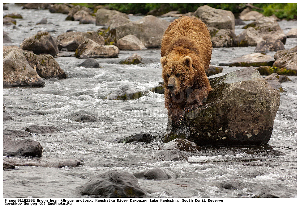 ����� �������, Ursus arctos,  ���� ����������, ����� ���������� , ��������, ����-���������� ��������, �� ��������, ��������, ��������, �������������, �������������, �����, �����, �������, ������, XYZ, ��������, Ursidae, ������������ �������