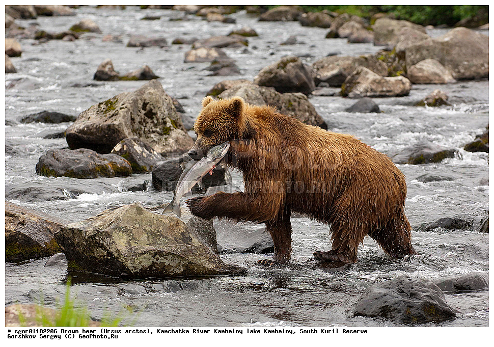 ����� �������, Ursus arctos,  ���� ����������, ����� ���������� , ��������, ����-���������� ��������, �� ��������, ��������, ��������, �������������, �������������, �����, �����, �������, ������, XYZ, ��������, Ursidae, ������������ �������