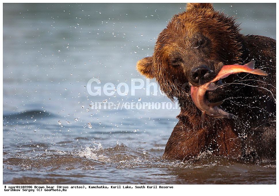 ����� �������, Ursus arctos,   ����� ���������� , ��������, ����-���������� ��������, �� ��������, ��������, ��������, �������������, �������������, �����, �����, �������, ������, XYZ, ��������, Ursidae, ������������ �������