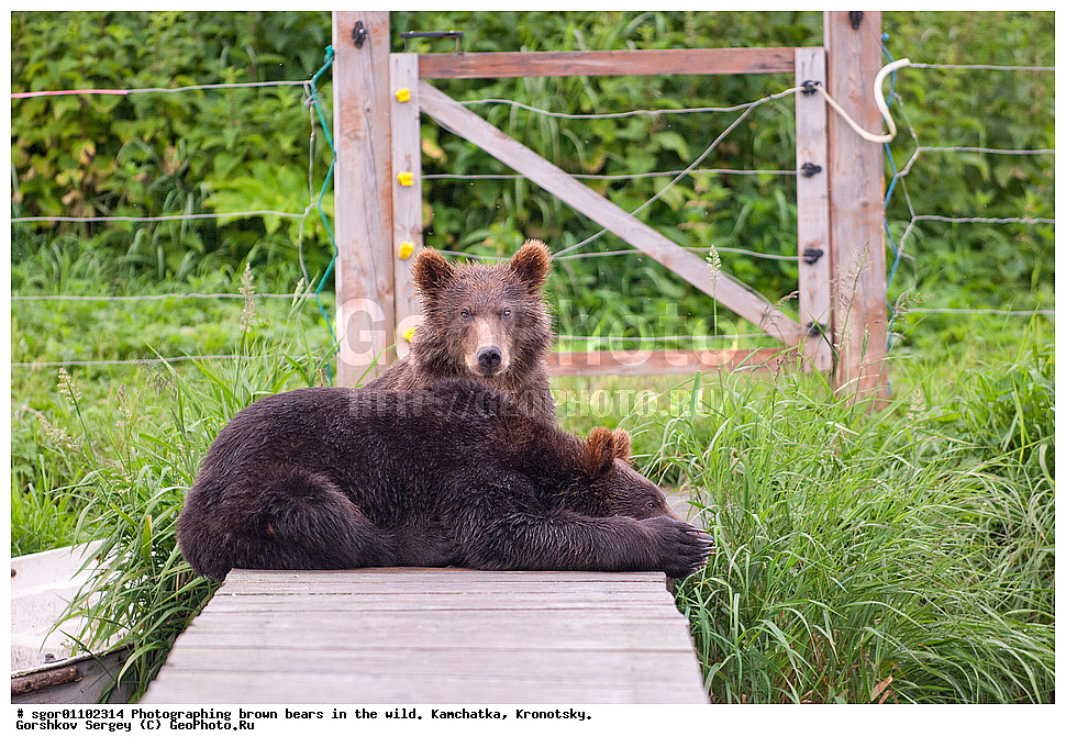 ����� �������, Ursus arctos,    ��������, ��������� ����������, ��������� ����������, ��������, ��������, �������������, �������������, �����, �����, �������, ������, XYZ, ��������, Ursidae, ������������ �������