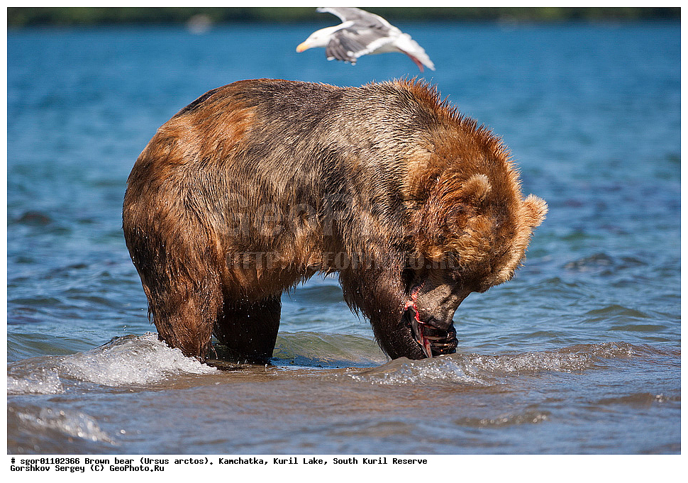 ����� �������, Ursus arctos,   ����� ���������� , ��������, ����-���������� ��������, �� ��������, ��������, ��������, �������������, �������������, �����, �����, �������, ������, XYZ, ��������, Ursidae, ������������ �������