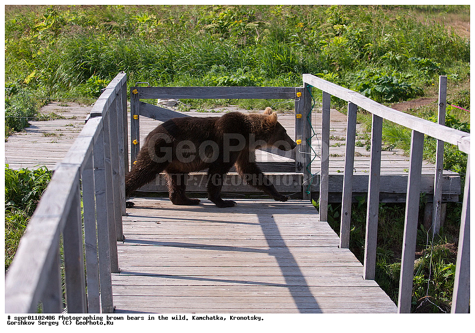 ����� �������, Ursus arctos,    ��������, ��������� ����������, ��������� ����������, ��������, ��������, �������������, �������������, �����, �����, �������, ������, XYZ, ��������, Ursidae, ������������ �������