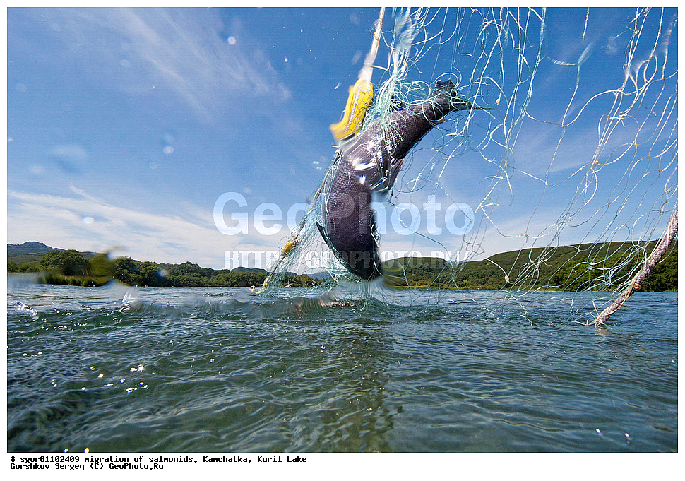 ��������, ������, ����, ��������, ��������� ����������, ��������� ����������, ���������� �����