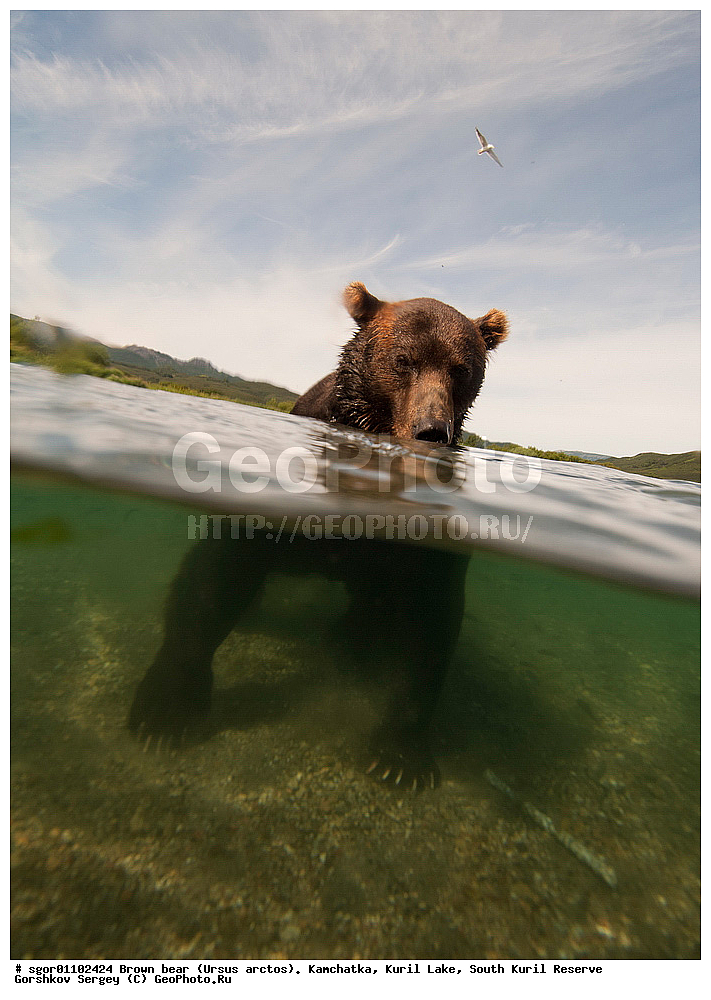 ����� �������, Ursus arctos,   ����� ���������� , ��������, ����-���������� ��������, �� ��������, ��������, ��������, �������������, �������������, �����, �����, �������, ������, XYZ, ��������, Ursidae, ������������ �������