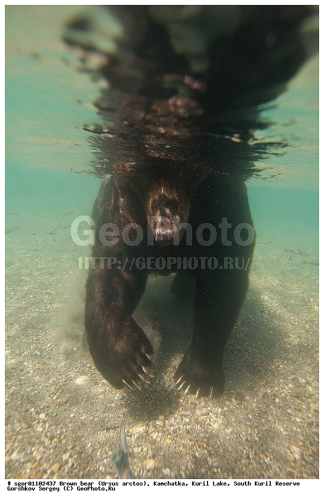 ����� �������, Ursus arctos,   ����� ���������� , ��������, ����-���������� ��������, �� ��������, ��������, ��������, �������������, �������������, �����, �����, �������, ������, XYZ, ��������, Ursidae, ������������ �������