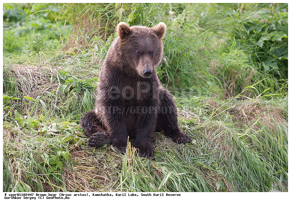 ����� �������, Ursus arctos,   ����� ���������� , ��������, ����-���������� ��������, �� ��������, ��������, ��������, �������������, �������������, �����, �����, �������, ������, XYZ, ��������, Ursidae, ������������ �������