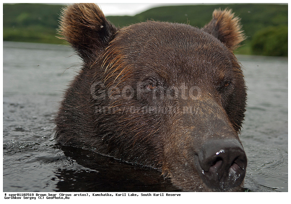 ����� �������, Ursus arctos,   ����� ���������� , ��������, ����-���������� ��������, �� ��������, ��������, ��������, �������������, �������������, �����, �����, �������, ������, XYZ, ��������, Ursidae, ������������ �������