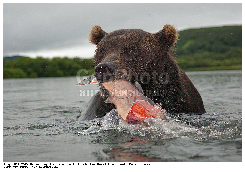 ����� �������, Ursus arctos,   ����� ���������� , ��������, ����-���������� ��������, �� ��������, ��������, ��������, �������������, �������������, �����, �����, �������, ������, XYZ, ��������, Ursidae, ������������ �������