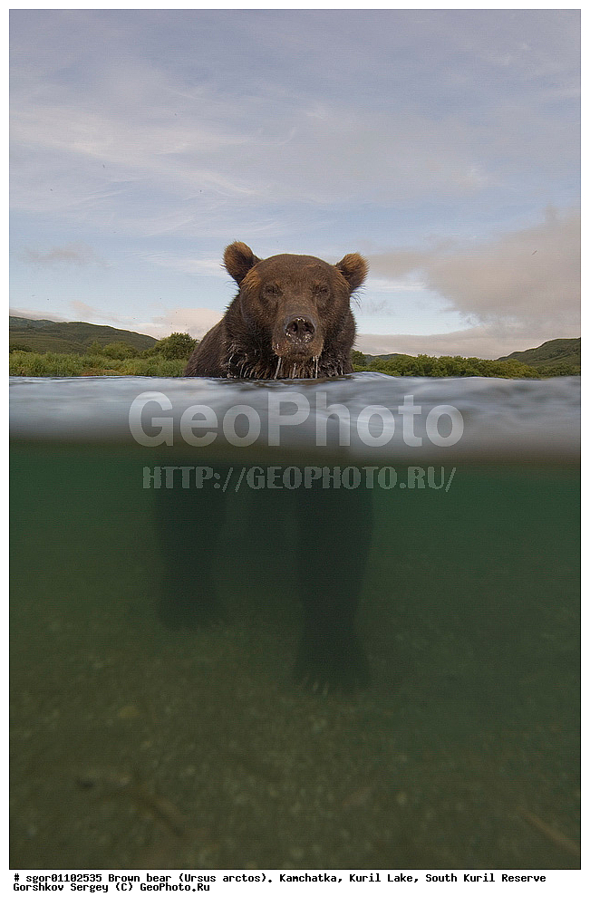 ����� �������, Ursus arctos,   ����� ���������� , ��������, ����-���������� ��������, �� ��������, ��������, ��������, �������������, �������������, �����, �����, �������, ������, XYZ, ��������, Ursidae, ������������ �������