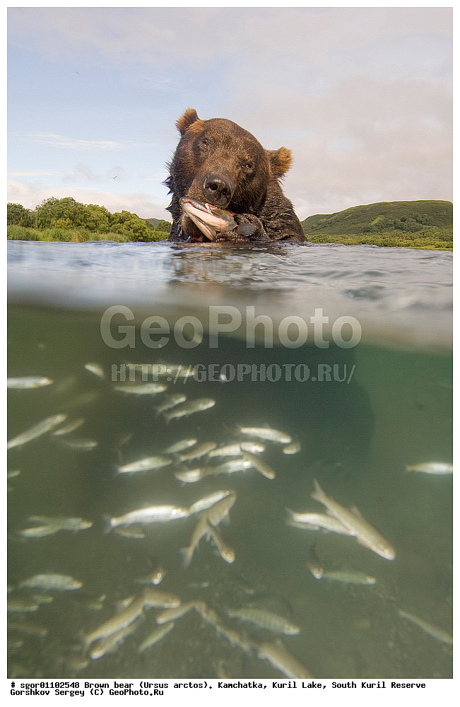 ����� �������, Ursus arctos,   ����� ���������� , ��������, ����-���������� ��������, �� ��������, ��������, ��������, �������������, �������������, �����, �����, �������, ������, XYZ, ��������, Ursidae, ������������ �������