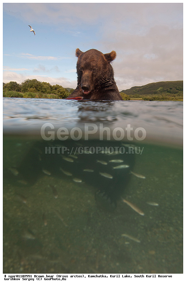 ����� �������, Ursus arctos,   ����� ���������� , ��������, ����-���������� ��������, �� ��������, ��������, ��������, �������������, �������������, �����, �����, �������, ������, XYZ, ��������, Ursidae, ������������ �������