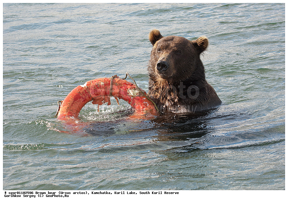 ����� �������, Ursus arctos,   ����� ���������� , ��������, ����-���������� ��������, �� ��������, ��������, ��������, �������������, �������������, �����, �����, �������, ������, XYZ, ��������, Ursidae, ������������ �������