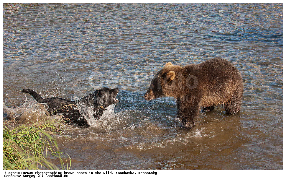 ����� �������, Ursus arctos,    ��������, ��������� ����������, ��������� ����������, ��������, ��������, �������������, �������������, �����, �����, �������, ������, XYZ, ��������, Ursidae, ������������ �������