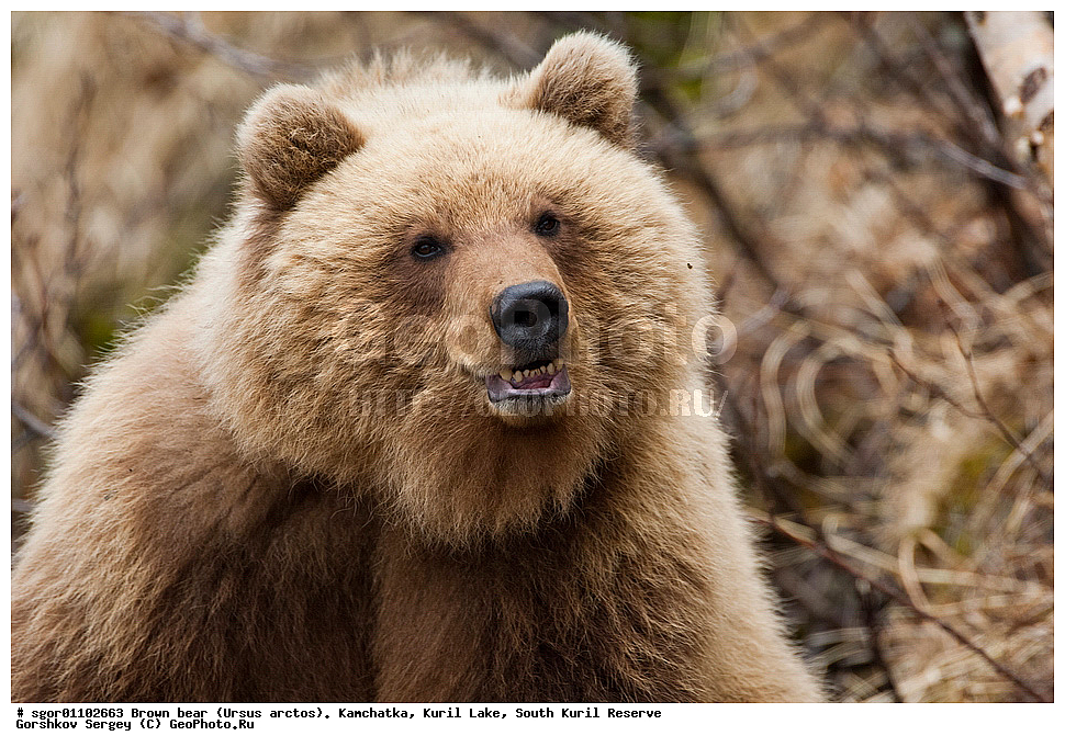 ����� �������, Ursus arctos,   ����� ���������� , ��������, ����-���������� ��������, �� ��������, ��������, ��������, �������������, �������������, �����, �����, �������, ������, XYZ, ��������, Ursidae, ������������ �������