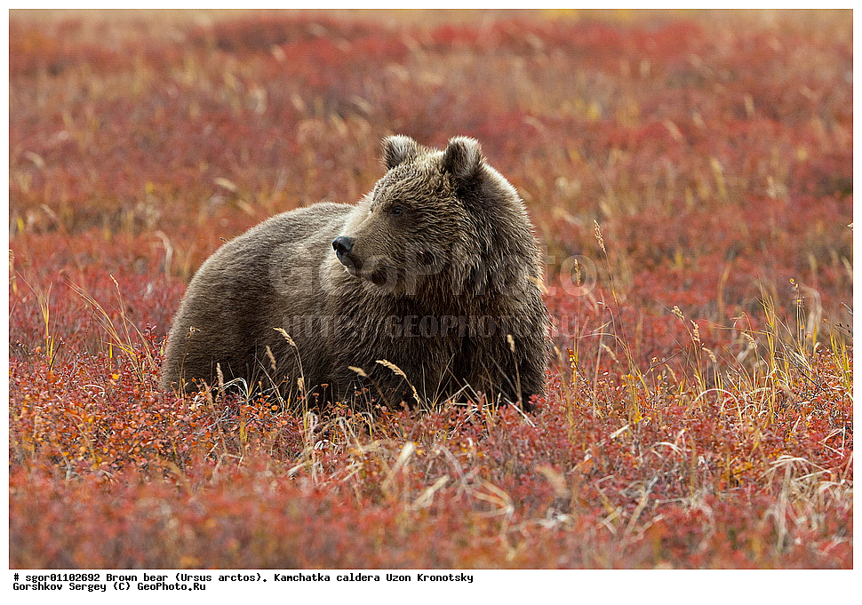 ����� �������, Ursus arctos,    ��������, ����, ��������, �����, ��������� ����������, ��������, ��������, �������������, �������������, �����, �����, �������, ������, XYZ, ��������, Ursidae, ������������ �������