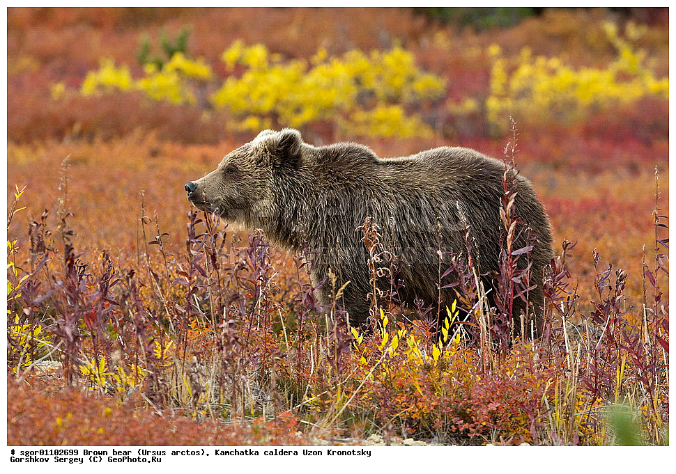 ����� �������, Ursus arctos,    ��������, ����, ��������, �����, ��������� ����������, ��������, ��������, �������������, �������������, �����, �����, �������, ������, XYZ, ��������, Ursidae, ������������ �������