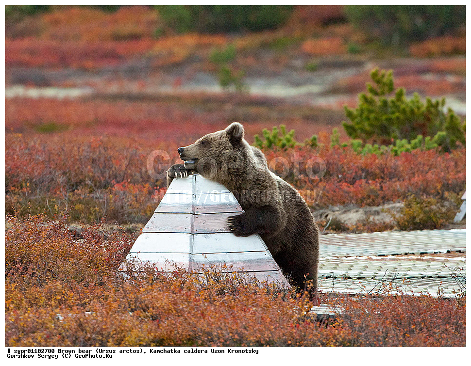 ����� �������, Ursus arctos,    ��������, ����, ��������, �����, ��������� ����������, ��������, ��������, �������������, �������������, �����, �����, �������, ������, XYZ, ��������, Ursidae, ������������ �������