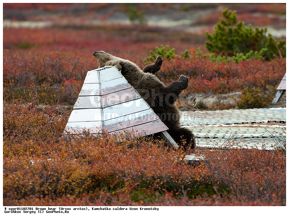 ����� �������, Ursus arctos,    ��������, ����, ��������, �����, ��������� ����������, ��������, ��������, �������������, �������������, �����, �����, �������, ������, XYZ, ��������, Ursidae, ������������ �������