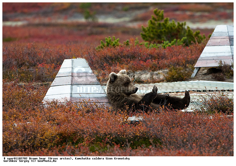 ����� �������, Ursus arctos,    ��������, ����, ��������, �����, ��������� ����������, ��������, ��������, �������������, �������������, �����, �����, �������, ������, XYZ, ��������, Ursidae, ������������ �������