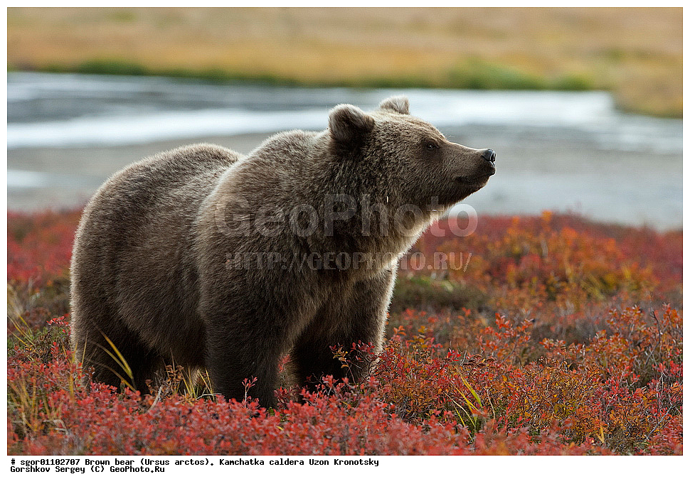 ����� �������, Ursus arctos,    ��������, ����, ��������, �����, ��������� ����������, ��������, ��������, �������������, �������������, �����, �����, �������, ������, XYZ, ��������, Ursidae, ������������ �������