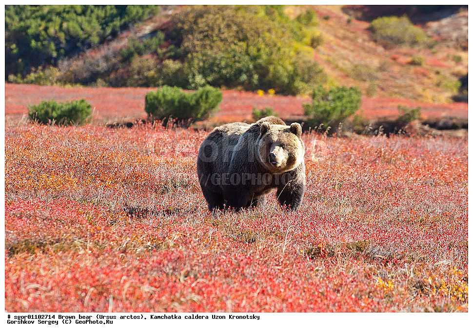 ����� �������, Ursus arctos,    ��������, ����, ��������, �����, ��������� ����������, ��������, ��������, �������������, �������������, �����, �����, �������, ������, XYZ, ��������, Ursidae, ������������ �������
