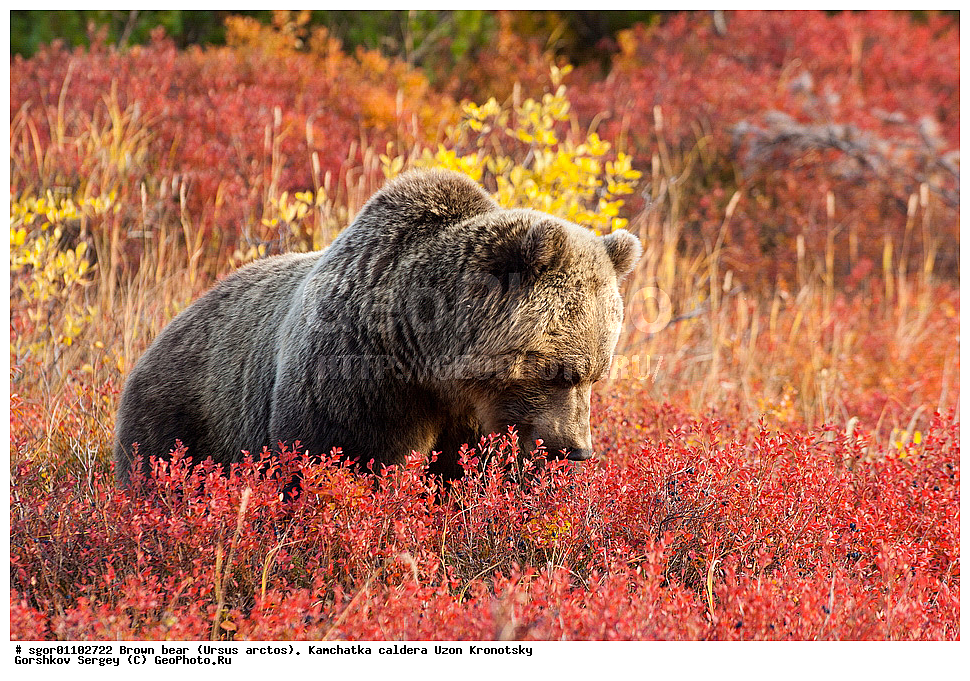 ����� �������, Ursus arctos,    ��������, ����, ��������, �����, ��������� ����������, ��������, ��������, �������������, �������������, �����, �����, �������, ������, XYZ, ��������, Ursidae, ������������ �������