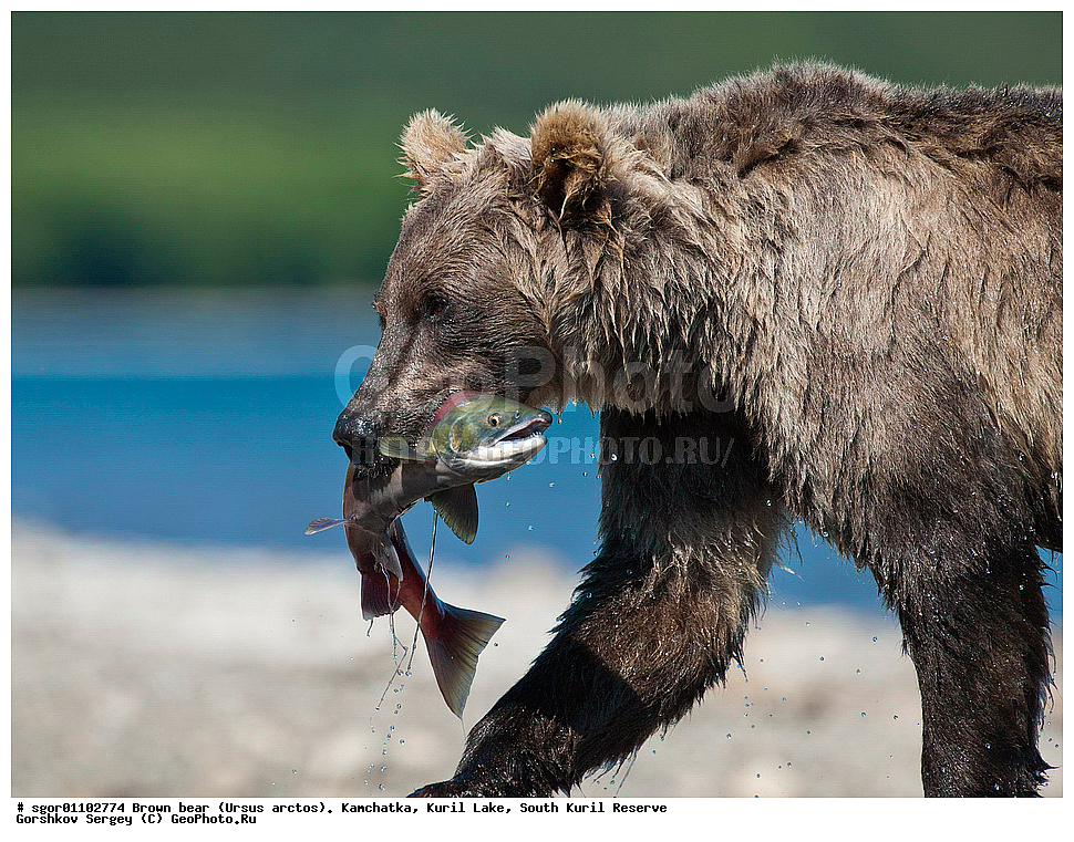 ����� �������, Ursus arctos,   ����� ���������� , ��������, ����-���������� ��������, �� ��������, ��������, ��������, �������������, �������������, �����, �����, �������, ������, XYZ, ��������, Ursidae, ������������ �������