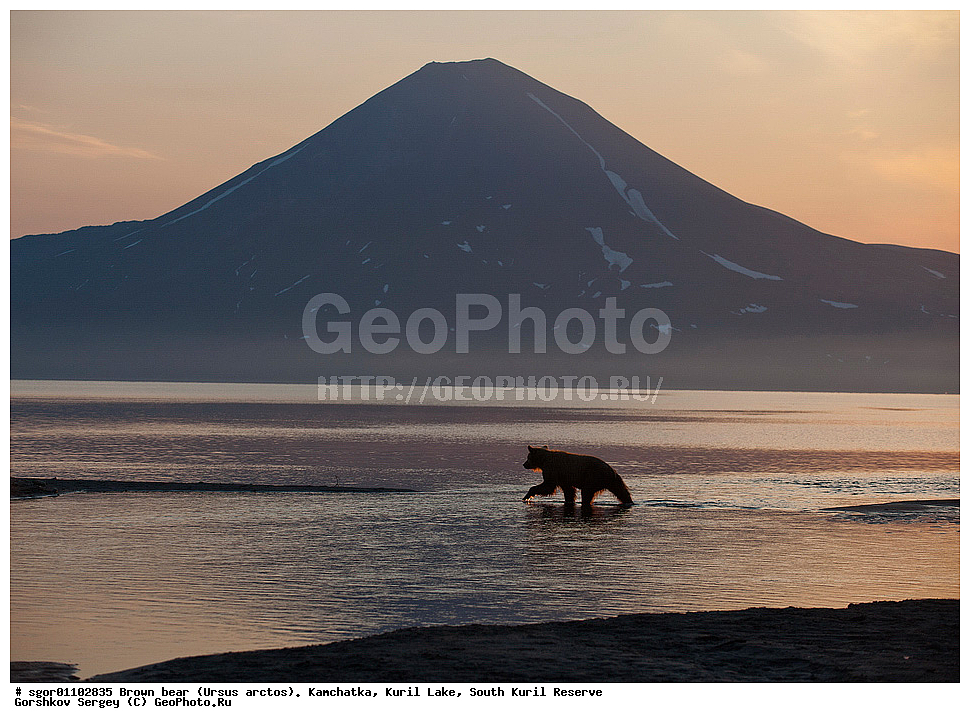 ����� �������, Ursus arctos,   ����� ���������� , ��������, ����-���������� ��������, �� ��������, ��������, ��������, �������������, �������������, �����, �����, �������, ������, XYZ, ��������, Ursidae, ������������ �������