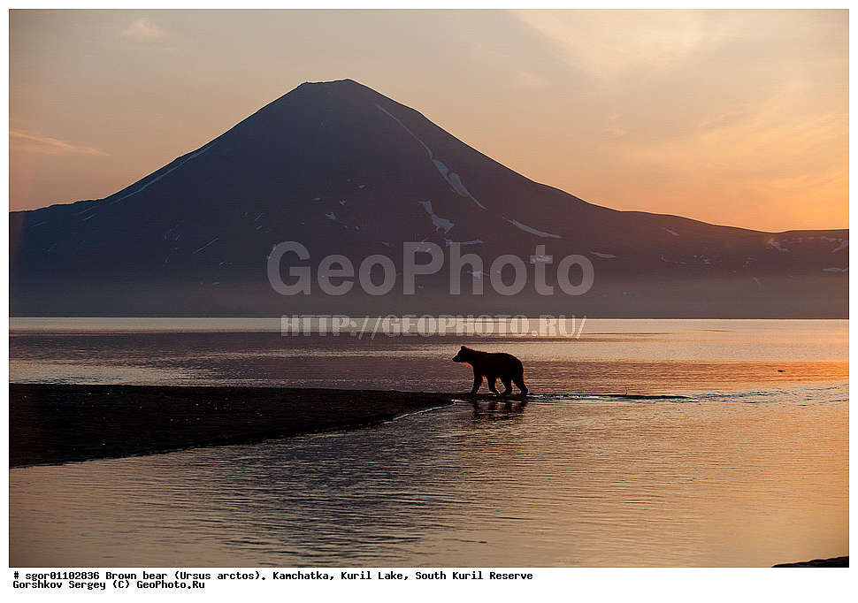 ����� �������, Ursus arctos,   ����� ���������� , ��������, ����-���������� ��������, �� ��������, ��������, ��������, �������������, �������������, �����, �����, �������, ������, XYZ, ��������, Ursidae, ������������ �������
