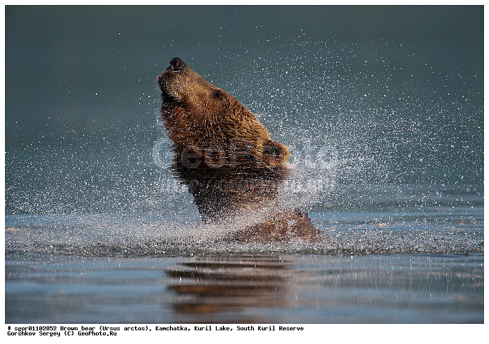����� �������, Ursus arctos,   ����� ���������� , ��������, ����-���������� ��������, �� ��������, ��������, ��������, �������������, �������������, �����, �����, �������, ������, XYZ, ��������, Ursidae, ������������ �������