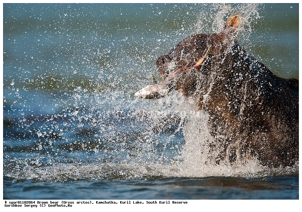 ����� �������, Ursus arctos,   ����� ���������� , ��������, ����-���������� ��������, �� ��������, ��������, ��������, �������������, �������������, �����, �����, �������, ������, XYZ, ��������, Ursidae, ������������ �������