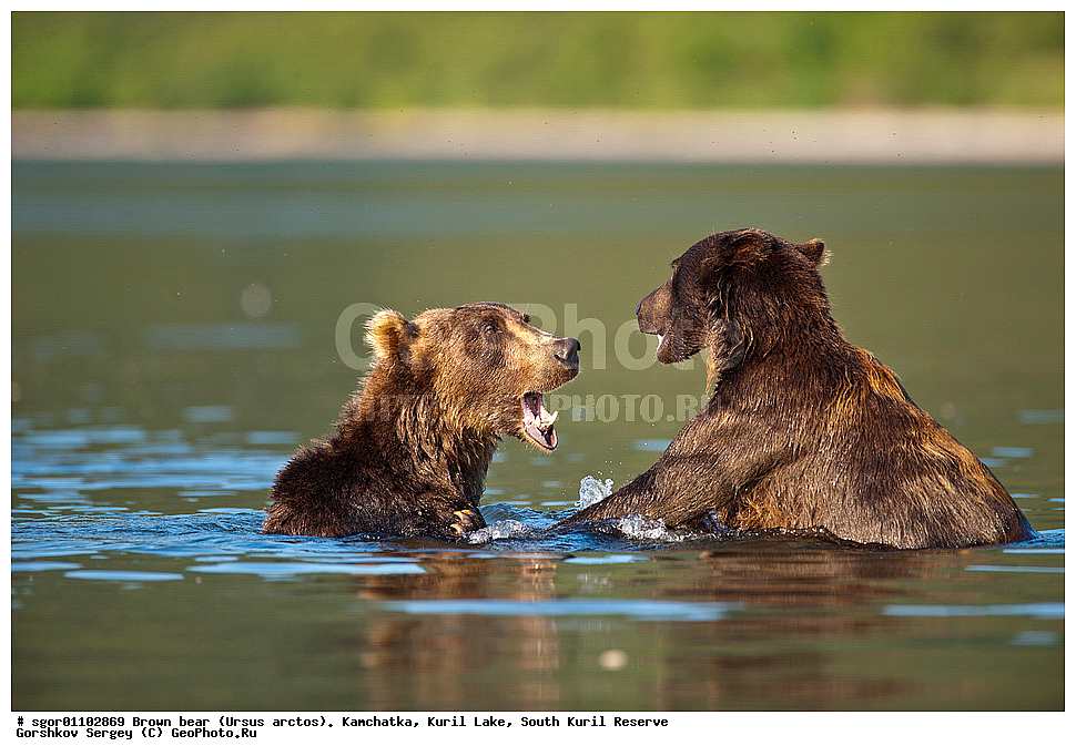 ����� �������, Ursus arctos,   ����� ���������� , ��������, ����-���������� ��������, �� ��������, ��������, ��������, �������������, �������������, �����, �����, �������, ������, XYZ, ��������, Ursidae, ������������ �������