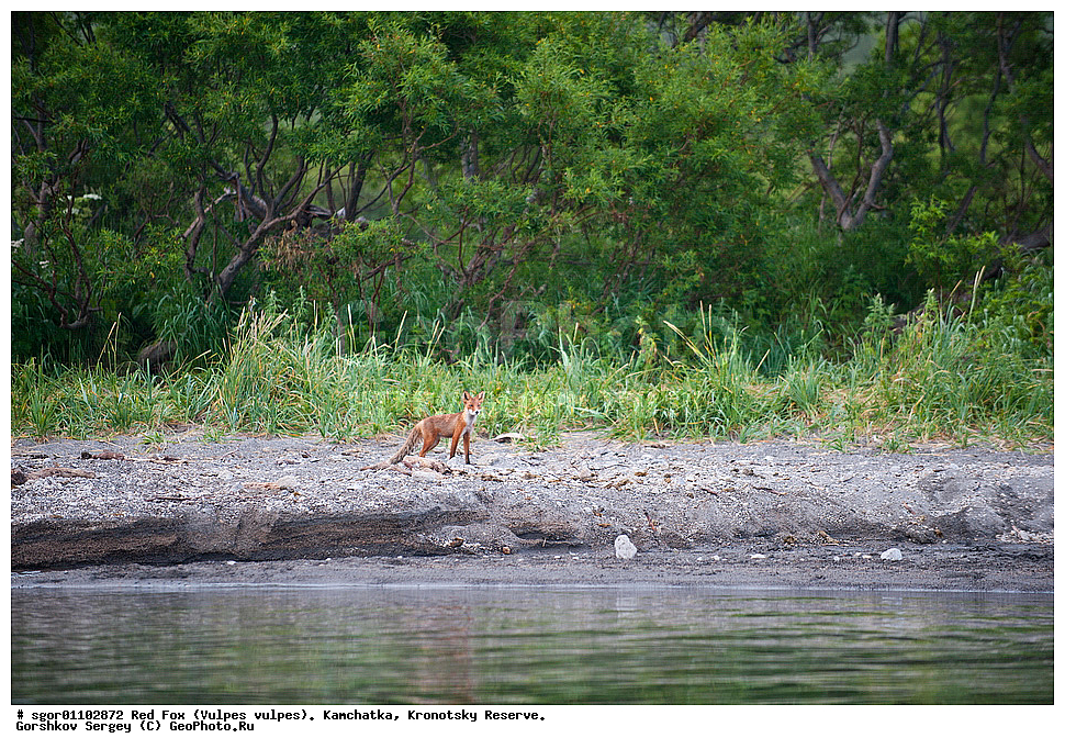 ������������ ������, Vulpes vulpes, ��������, ��������� ����������, ��������� ����������, ���������� �����, ��������, ��������, �������������, �������������, �����, �����, �������, ������, XYZ, ������, �������, ������, Canidae, ������������ ������, ����� ������, ����, Vulpes vulpes