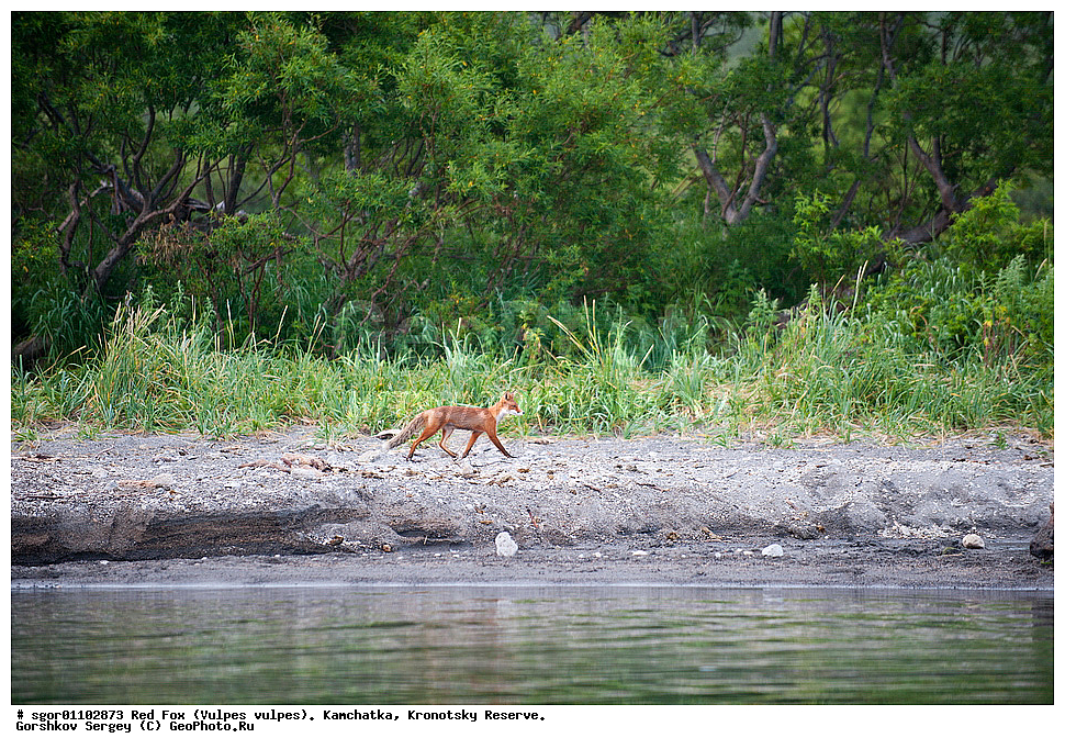 ������������ ������, Vulpes vulpes, ��������, ��������� ����������, ��������� ����������, ���������� �����, ��������, ��������, �������������, �������������, �����, �����, �������, ������, XYZ, ������, �������, ������, Canidae, ������������ ������, ����� ������, ����, Vulpes vulpes