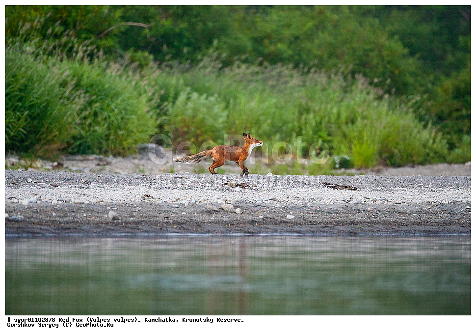������������ ������, Vulpes vulpes, ��������, ��������� ����������, ��������� ����������, ���������� �����, ��������, ��������, �������������, �������������, �����, �����, �������, ������, XYZ, ������, �������, ������, Canidae, ������������ ������, ����� ������, ����, Vulpes vulpes