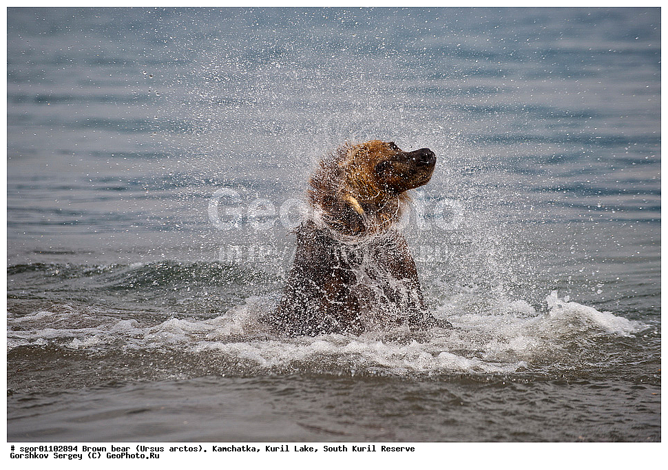 ����� �������, Ursus arctos,   ����� ���������� , ��������, ����-���������� ��������, �� ��������, ��������, ��������, �������������, �������������, �����, �����, �������, ������, XYZ, ��������, Ursidae, ������������ �������