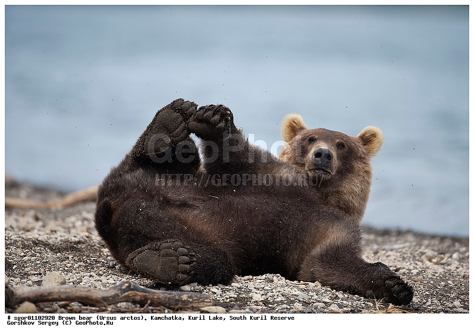 ����� �������, Ursus arctos,   ����� ���������� , ��������, ����-���������� ��������, �� ��������, ��������, ��������, �������������, �������������, �����, �����, �������, ������, XYZ, ��������, Ursidae, ������������ �������