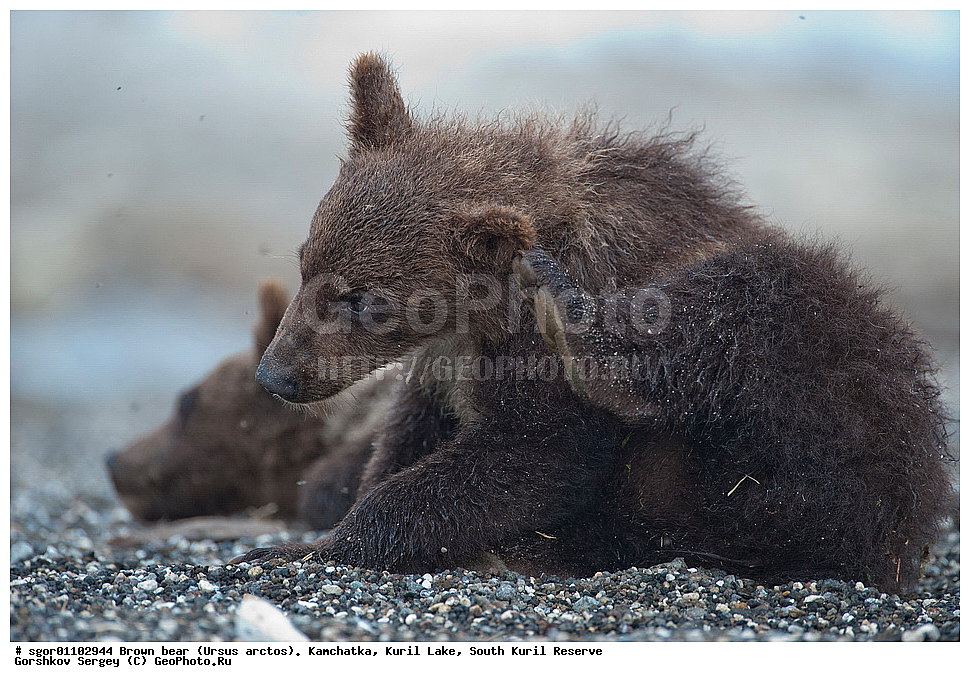 ����� �������, Ursus arctos,   ����� ���������� , ��������, ����-���������� ��������, �� ��������, ��������, ��������, �������������, �������������, �����, �����, �������, ������, XYZ, ��������, Ursidae, ������������ �������