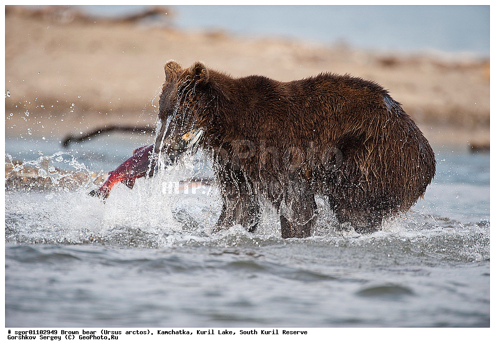 ����� �������, Ursus arctos,   ����� ���������� , ��������, ����-���������� ��������, �� ��������, ��������, ��������, �������������, �������������, �����, �����, �������, ������, XYZ, ��������, Ursidae, ������������ �������