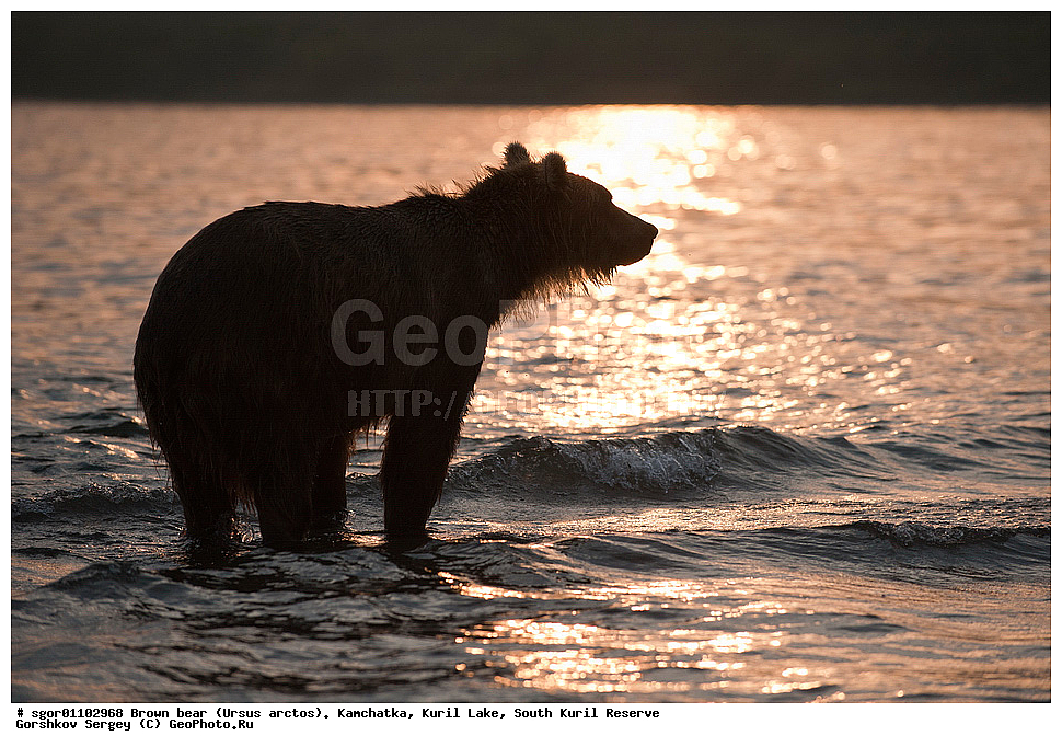 ����� �������, Ursus arctos,   ����� ���������� , ��������, ����-���������� ��������, �� ��������, ��������, ��������, �������������, �������������, �����, �����, �������, ������, XYZ, ��������, Ursidae, ������������ �������
