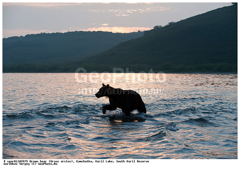 ����� �������, Ursus arctos,   ����� ���������� , ��������, ����-���������� ��������, �� ��������, ��������, ��������, �������������, �������������, �����, �����, �������, ������, XYZ, ��������, Ursidae, ������������ �������