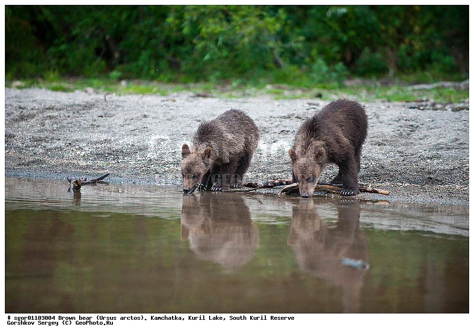 ����� �������, Ursus arctos,   ����� ���������� , ��������, ����-���������� ��������, �� ��������, ��������, ��������, �������������, �������������, �����, �����, �������, ������, XYZ, ��������, Ursidae, ������������ �������