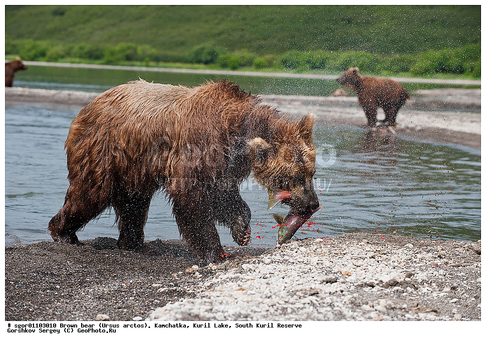 ����� �������, Ursus arctos,   ����� ���������� , ��������, ����-���������� ��������, �� ��������, ��������, ��������, �������������, �������������, �����, �����, �������, ������, XYZ, ��������, Ursidae, ������������ �������