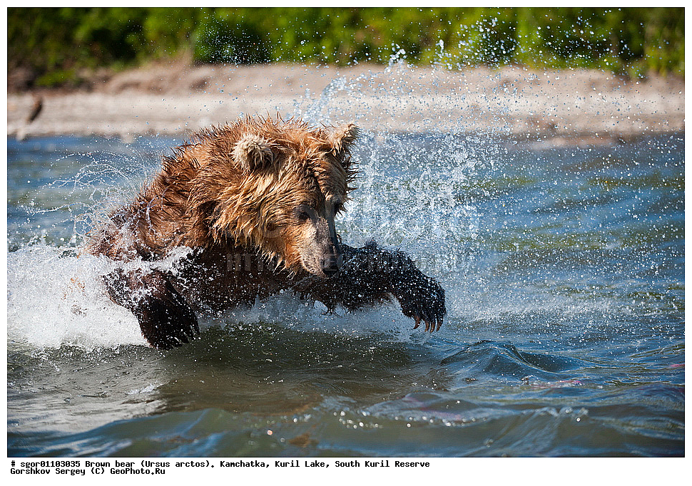 ����� �������, Ursus arctos,   ����� ���������� , ��������, ����-���������� ��������, �� ��������, ��������, ��������, �������������, �������������, �����, �����, �������, ������, XYZ, ��������, Ursidae, ������������ �������