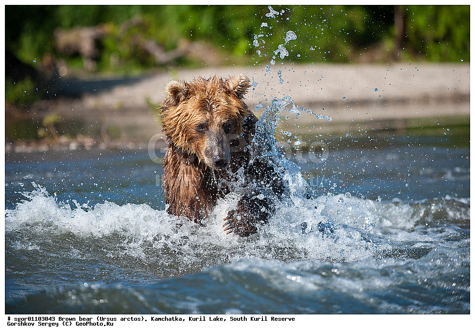 ����� �������, Ursus arctos,   ����� ���������� , ��������, ����-���������� ��������, �� ��������, ��������, ��������, �������������, �������������, �����, �����, �������, ������, XYZ, ��������, Ursidae, ������������ �������