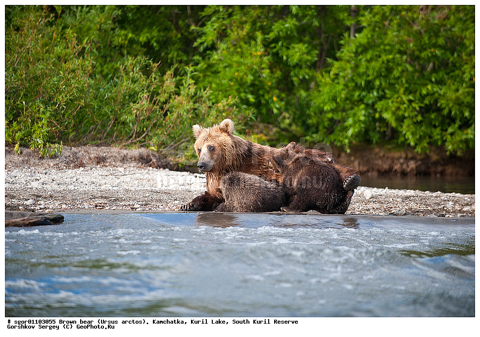 ����� �������, Ursus arctos,   ����� ���������� , ��������, ����-���������� ��������, �� ��������, ��������, ��������, �������������, �������������, �����, �����, �������, ������, XYZ, ��������, Ursidae, ������������ �������