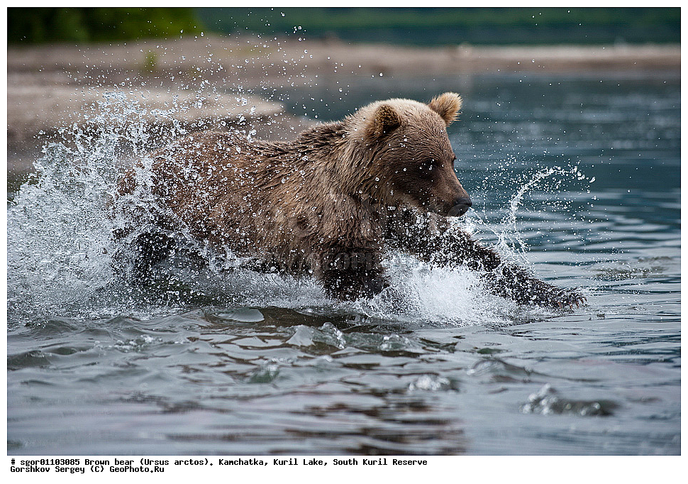 ����� �������, Ursus arctos,   ����� ���������� , ��������, ����-���������� ��������, �� ��������, ��������, ��������, �������������, �������������, �����, �����, �������, ������, XYZ, ��������, Ursidae, ������������ �������