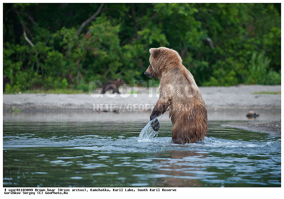 ����� �������, Ursus arctos,   ����� ���������� , ��������, ����-���������� ��������, �� ��������, ��������, ��������, �������������, �������������, �����, �����, �������, ������, XYZ, ��������, Ursidae, ������������ �������