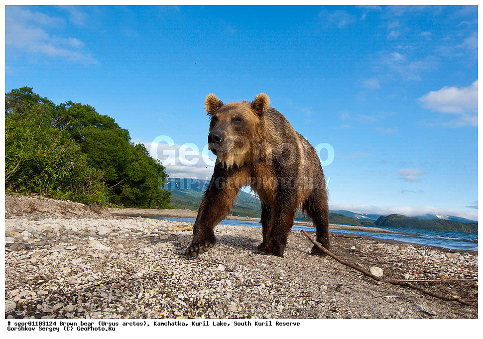 ����� �������, Ursus arctos,   ����� ���������� , ��������, ����-���������� ��������, �� ��������, ��������, ��������, �������������, �������������, �����, �����, �������, ������, XYZ, ��������, Ursidae, ������������ �������