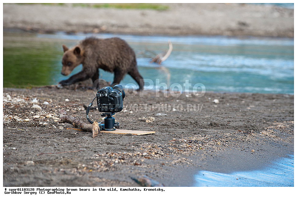 ����� �������, Ursus arctos,    ��������, ��������� ����������, ��������� ����������, ��������, ��������, �������������, �������������, �����, �����, �������, ������, XYZ, ��������, Ursidae, ������������ �������